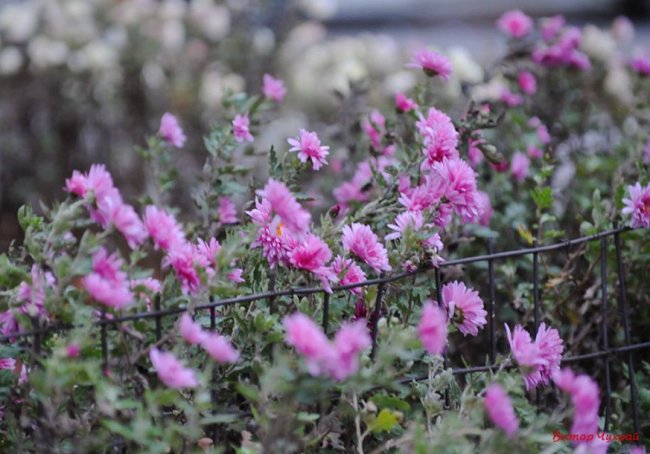 Луцький фотограф поділився світлинами морозного листопаду