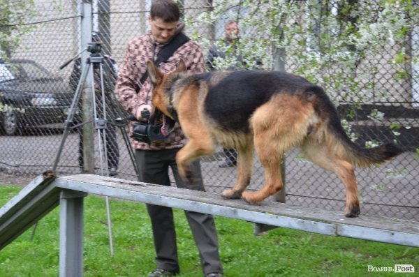 Як живуть та тренуються службові собаки. ФОТО