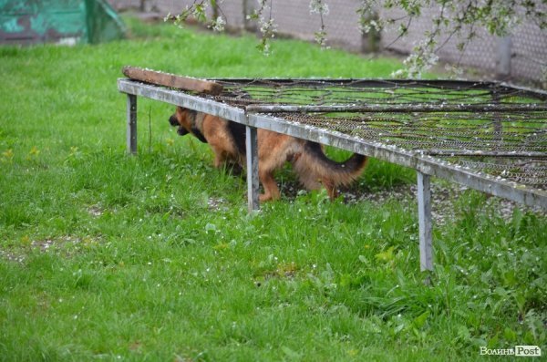 Як живуть та тренуються службові собаки. ФОТО