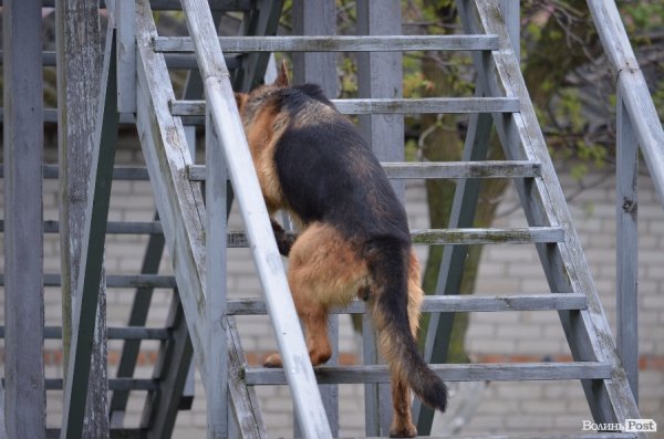 Як живуть та тренуються службові собаки. ФОТО