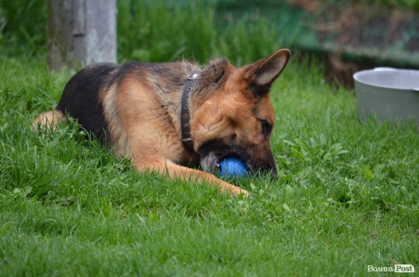 Винагорода за досконало виконані команди - улюблена іграшка
