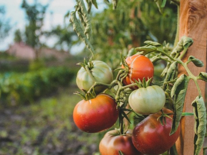 Чим підживити кущі томатів у серпні: плоди стануть ще смачнішими
