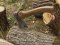 За вирубку дерев у заповіднику волинянину загрожує тюрма