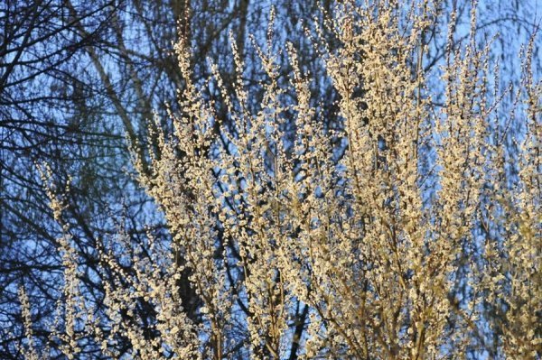 Луцьк цвіте та пахне. ФОТО