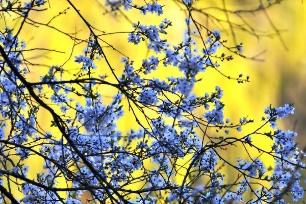 Луцьк цвіте та пахне. ФОТО