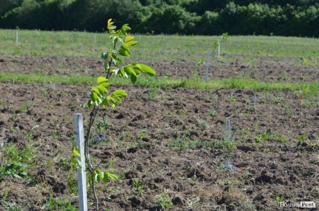 Горіховий рай: як на Волині плекають «смачну і корисну» плантацію