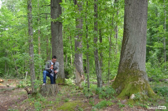 Цуманська пуща