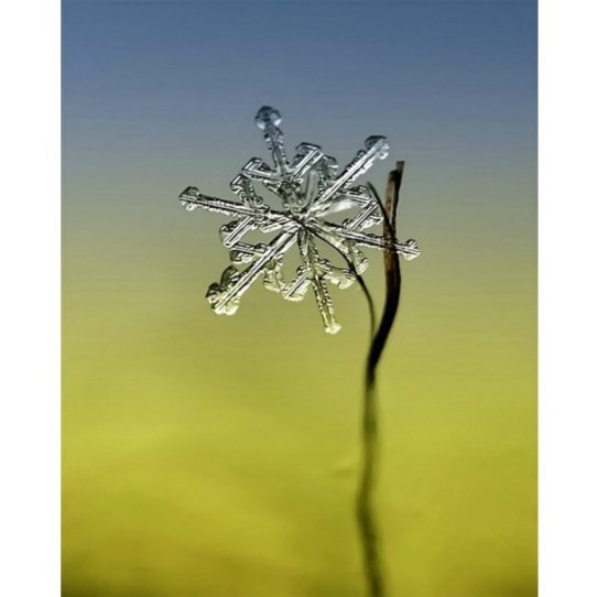 У мережі з’явились неймовірні «портрети» сніжинок. ФОТО