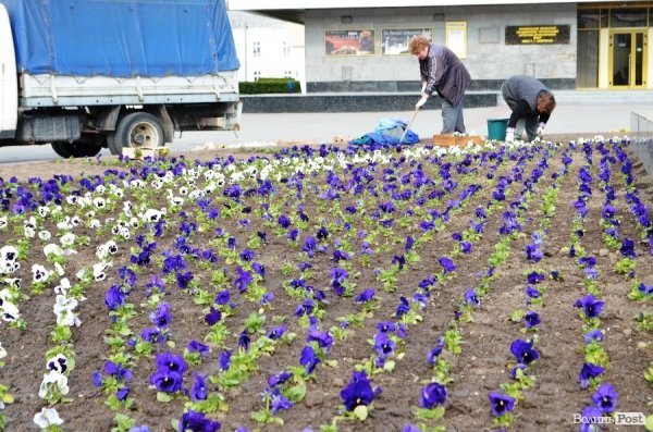 Як заквітчують центральну площу Луцька. ФОТО