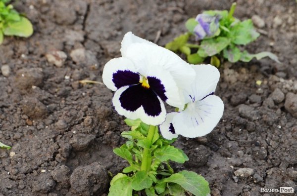 Як заквітчують центральну площу Луцька. ФОТО