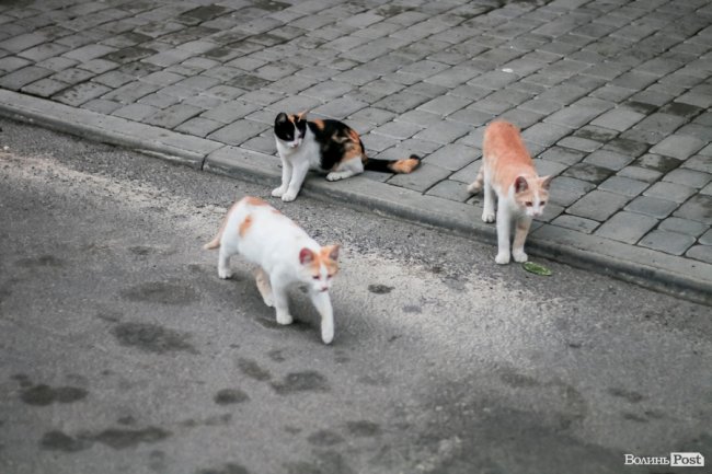 День кота: як відзначають «професійне» свято луцькі пухнастики. ФОТО