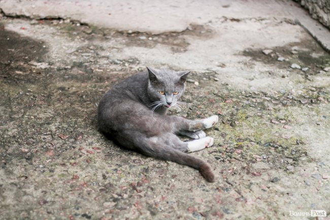 День кота: як відзначають «професійне» свято луцькі пухнастики. ФОТО