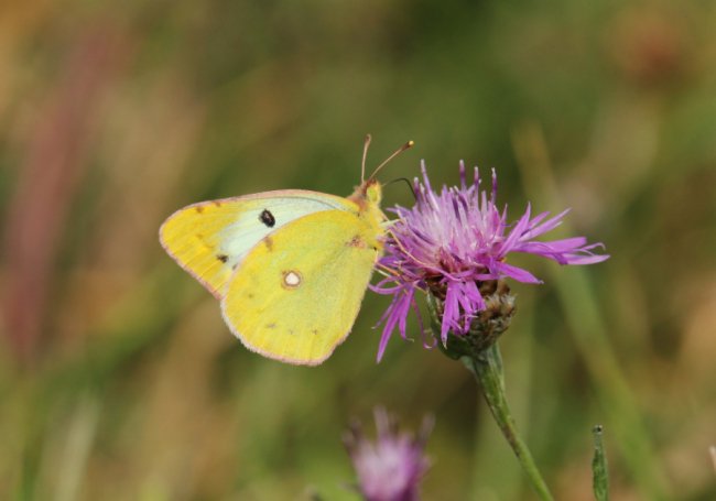 Дивовижні світлини метеликів в об’єктиві волинського фотографа