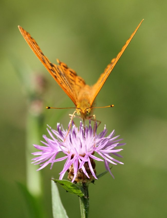 Дивовижні світлини метеликів в об’єктиві волинського фотографа