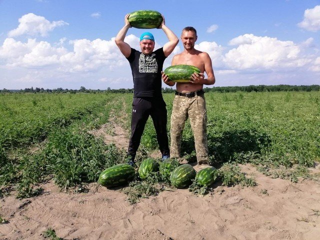 «Немає нічого неможливого»: як волинянин виростив 120 тонн кавунів