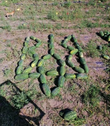 «Немає нічого неможливого»: як волинянин виростив 120 тонн кавунів