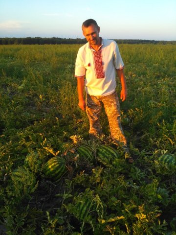 «Немає нічого неможливого»: як волинянин виростив 120 тонн кавунів