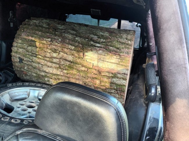 Волинянин незаконно зрубав дуби на території лісового заказника. ФОТО