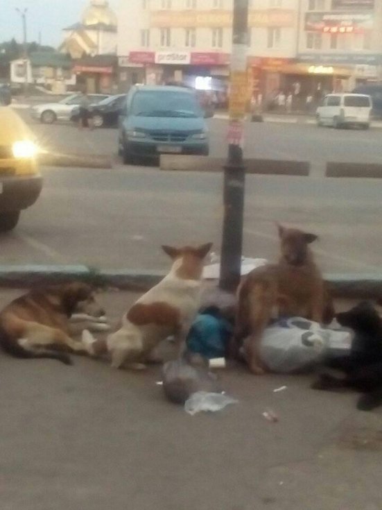 На Волині пес покусав дитину. ФОТО
