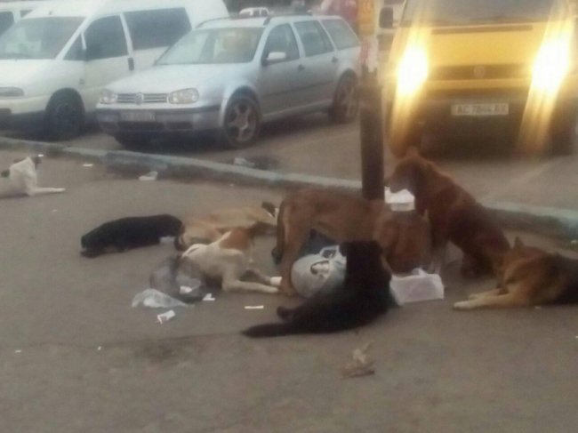 На Волині пес покусав дитину. ФОТО
