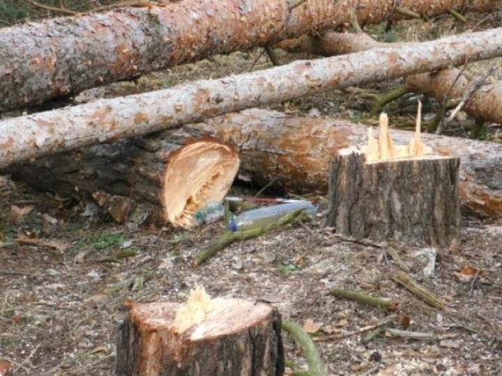 На Волині незаконно зрубали сотні дерев на мільйон гривень, - екологи