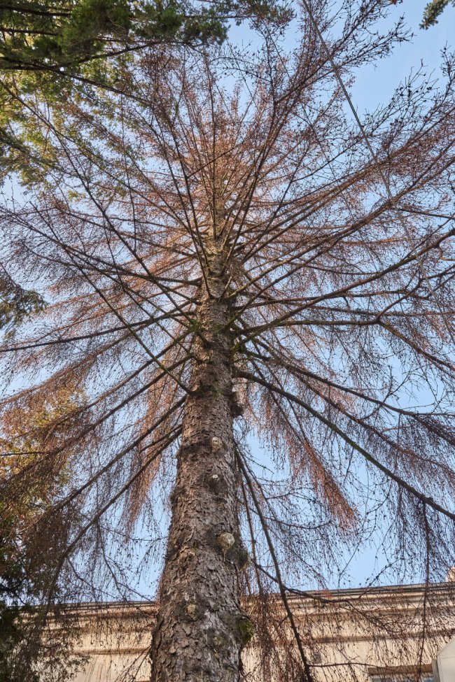 У Луцьку на Театральному майдані зріжуть дерева. ФОТО