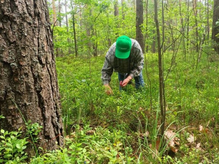 Багато чорниць попримерзало: як на Волині цього року триває сезон збору лісової ягоди та які ціни