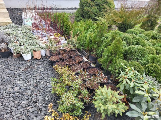 «Ми можемо возити рослини в Європу, а не навпаки», - переможниця програми «Початок» від Дія.Бізнес Ірина Антончик