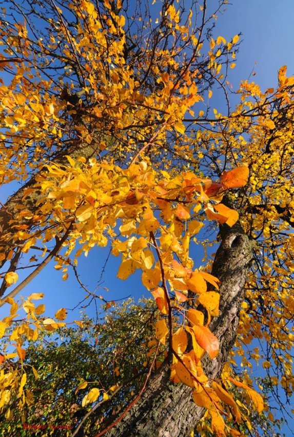 «Останнє золото Любарта»: фотограф показав красу Луцького замку