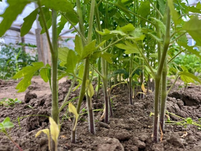 Досвід овочівництва — майже 30 років: лучанин займається вирощуванням томатів 