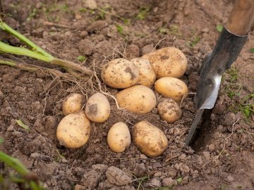 За скільки продають картоплю на Волині. ВІДЕО