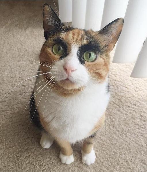 Кішка з бровами Брежнєва стала хітом Інтернету. ФОТО