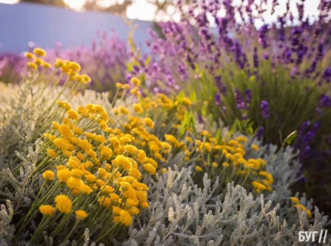 Волиняни створили лавандовий двір, щоб відволікатись від переживань за сина-воїна. ФОТО, ВІДЕО