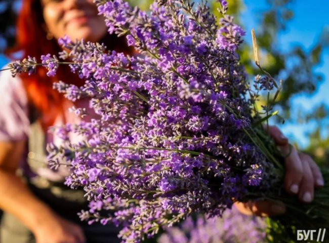 Волиняни створили лавандовий двір, щоб відволікатись від переживань за сина-воїна. ФОТО, ВІДЕО