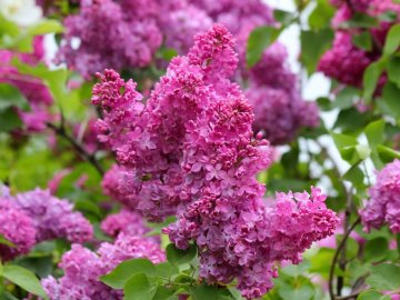 Погода у Луцьку та Волинській області на завтра, 8 травня