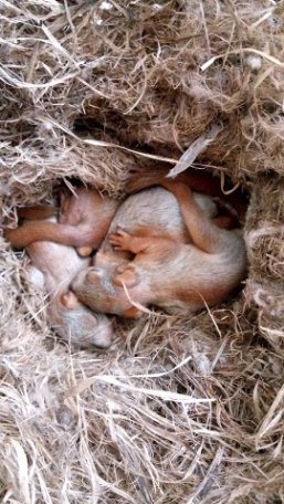 Луцький зоопарк опублікував зворушливі історії тварин, врятованих від смерті. ФОТО