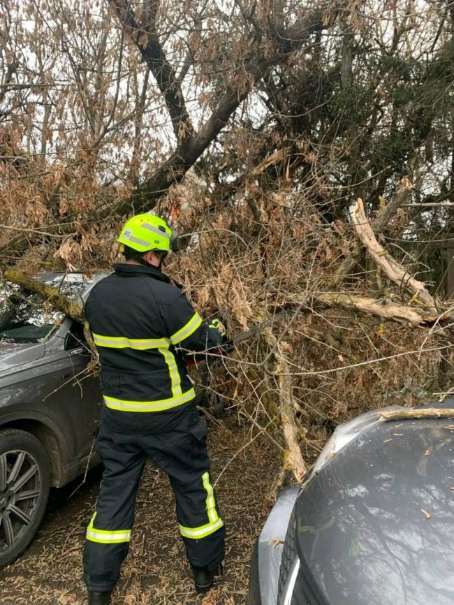 У Луцьку на автомобіль впало дерево