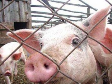 На Ковельщині вчились боротись з африканською чумою свиней