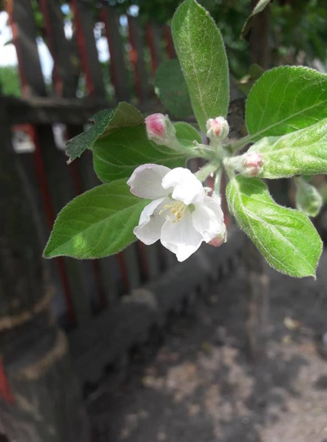 Весна посеред літа: на Волині розквітли яблуні і вишні. ФОТО