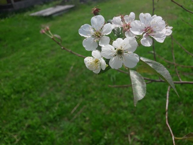 Весна посеред літа: на Волині розквітли яблуні і вишні. ФОТО
