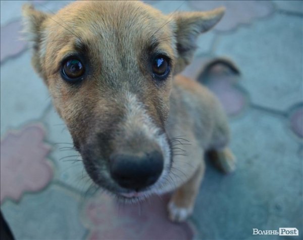 Де мій сніданок, тьотєнька? 