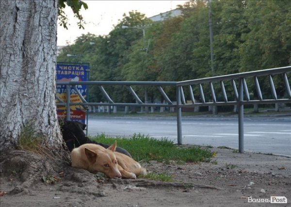 Сплю я ще, сплю