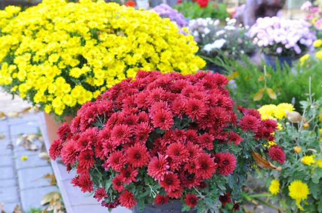 Опублікували неймовірні фото осінніх квітів у луцькому звіринці