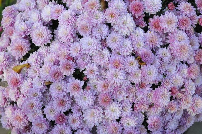 Опублікували неймовірні фото осінніх квітів у луцькому звіринці