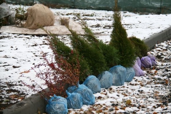 Де у Луцьку прикрасять ще одну живу ялинку. ФОТО