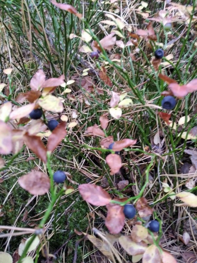 В останні дні осені: на Волині у лісі вдруге вродили чорниці. ФОТО