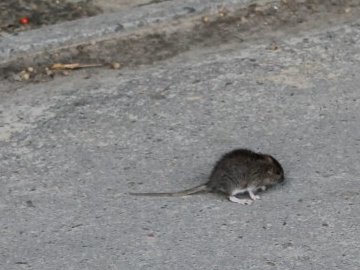 Поблизу луцької школи бігають миші. ВІДЕО
