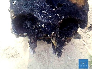 На Волині у шкільному музеї зберігають пакети з людськими кістками 