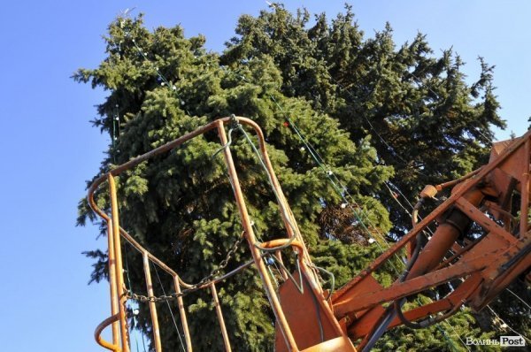 Новий Рік приходить: Луцькі ялинки прикрашають