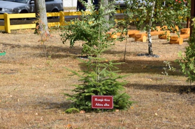 На Волині лісівники спільно з громадою облаштували дендропарк. ФОТО
